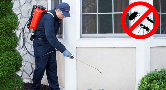 Gültepe Fare İlaçlama böcek ilaçlama ve haşere kontrolü — ilaclama-tr.com